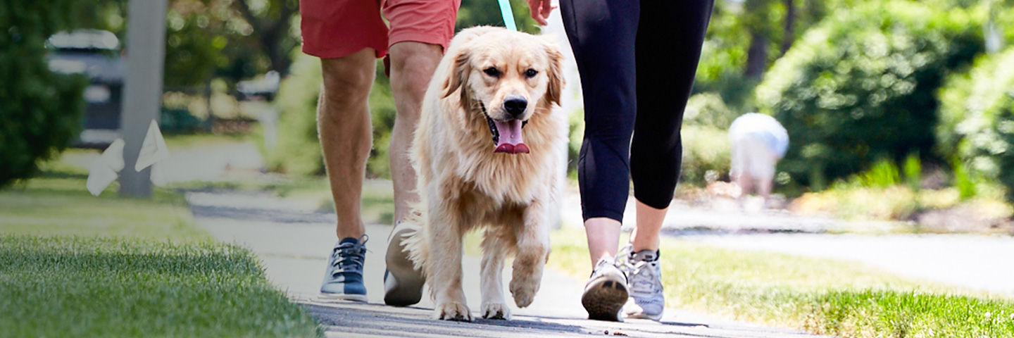 Quad Cities Area DogWatch, Long Grove, Iowa | SideWalker Leash Trainer Slider Image