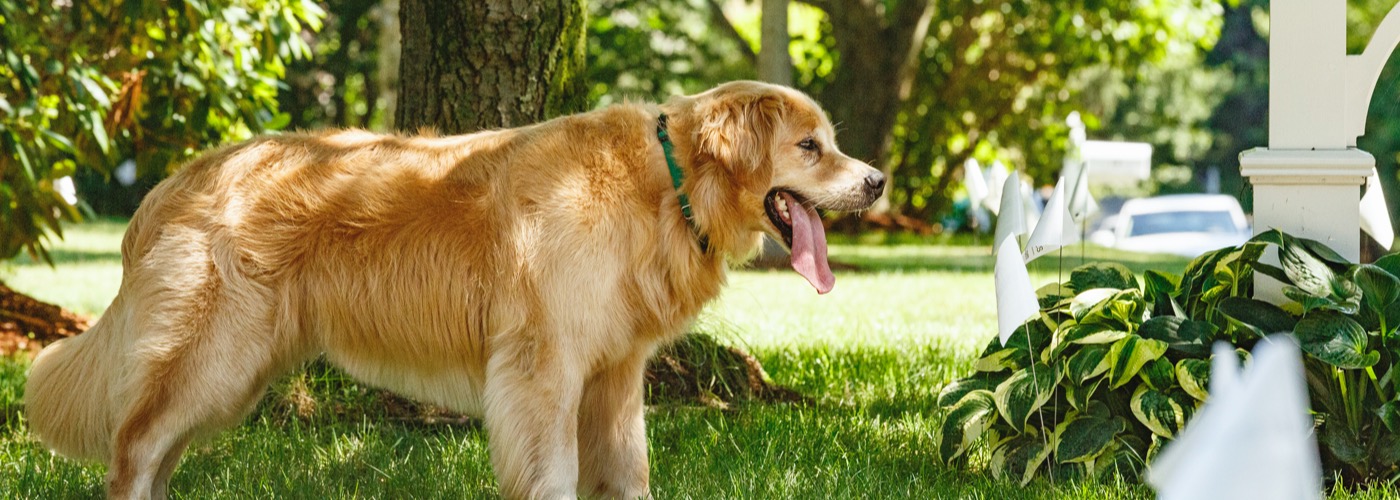 Quad Cities Area DogWatch, Long Grove, Iowa | Outdoor Hidden Dog Fences Slider Image