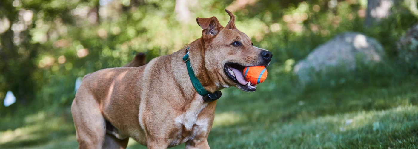 Quad Cities Area DogWatch, Long Grove, Iowa | ProFenceX Slider Image